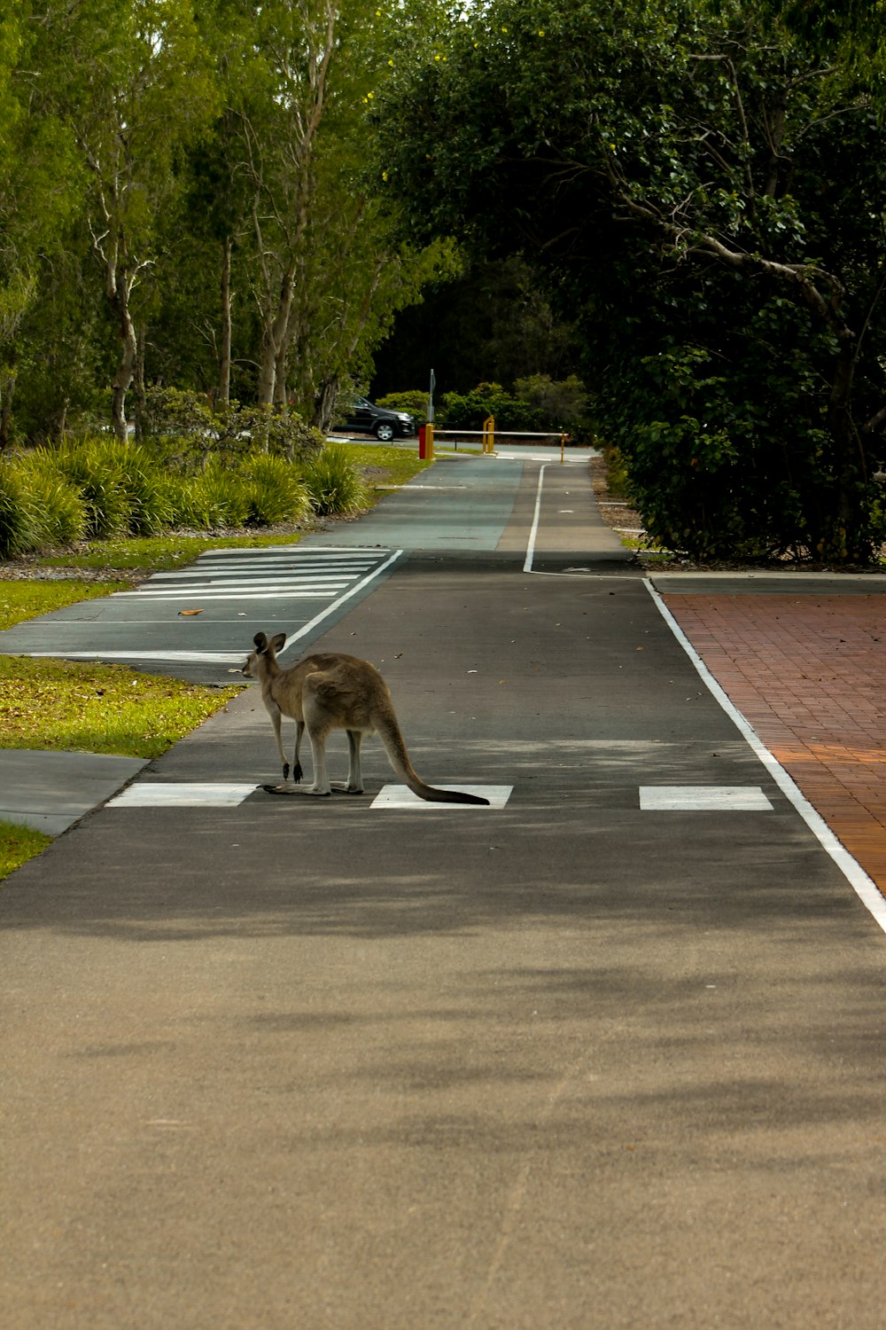 Un canguro in piedi in mezzo a una strada