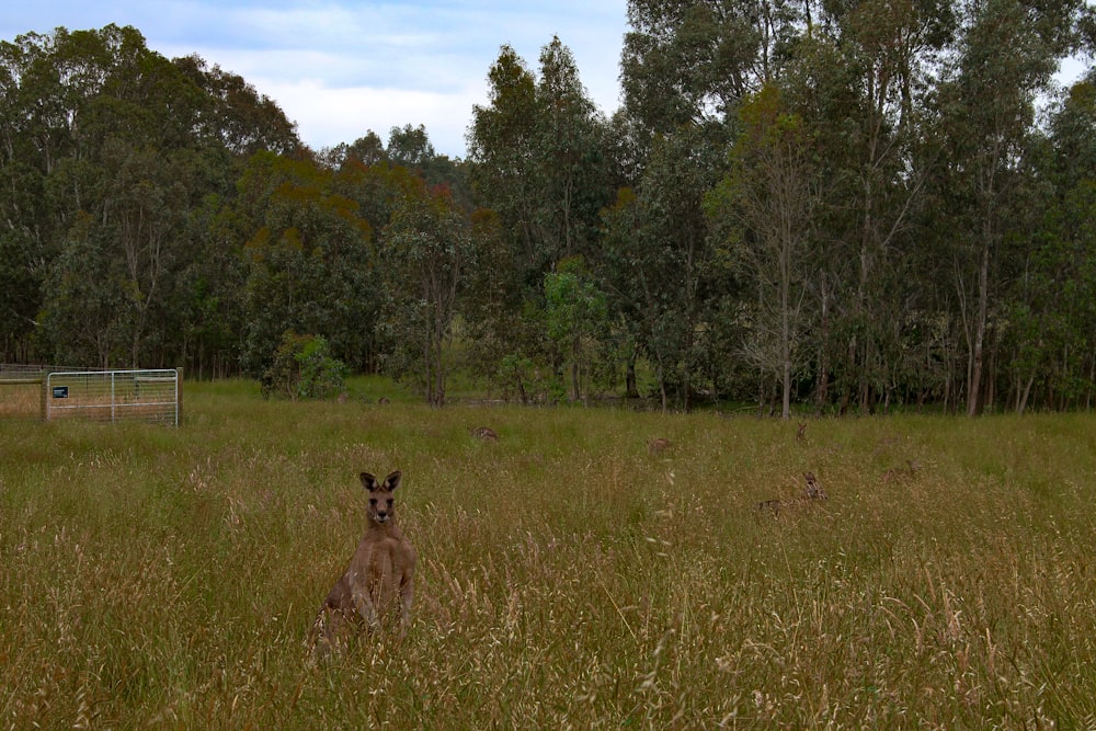 a kangaroo in a field with trees in the background