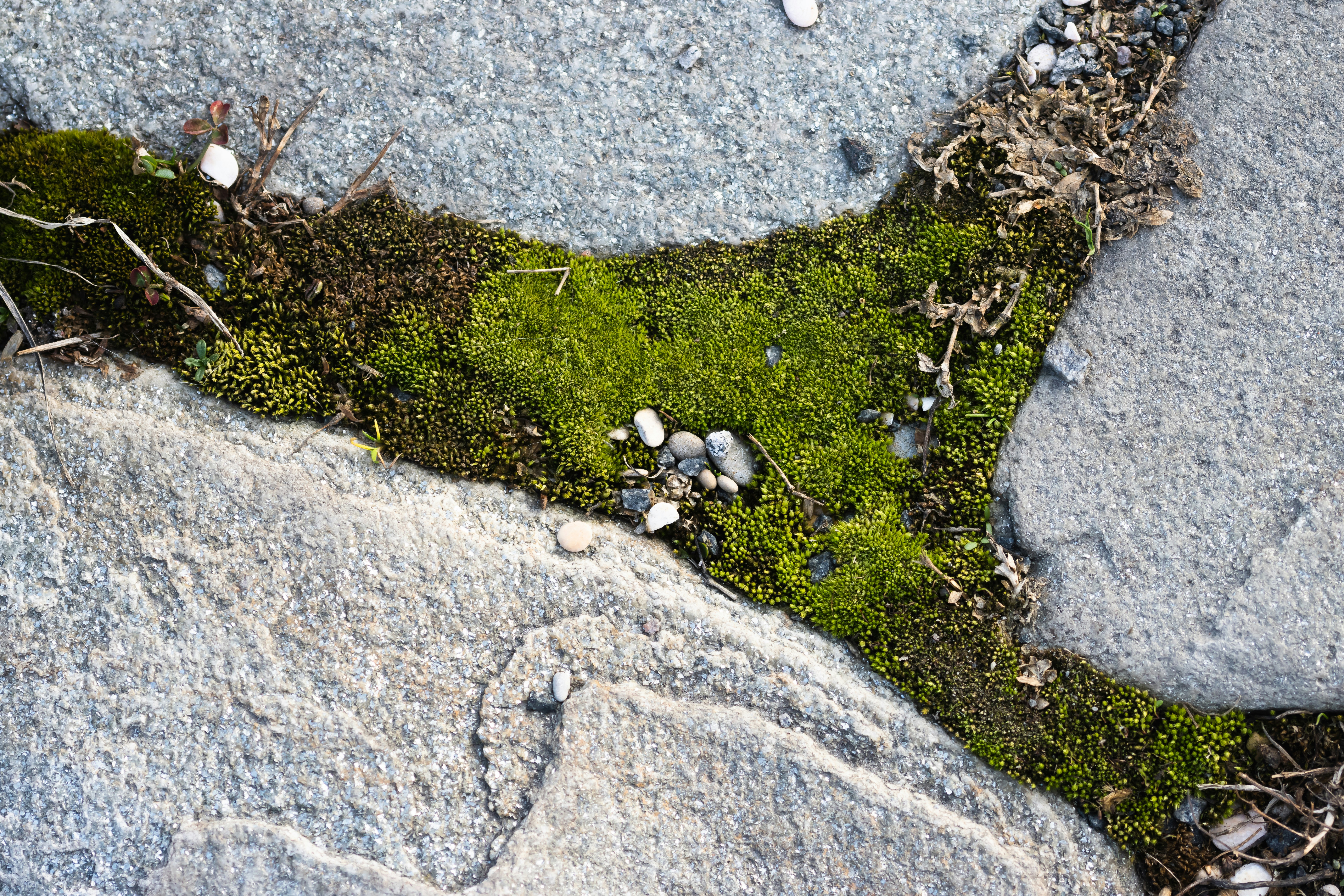 Urban Soil Adaptation Stories (image credits: unsplash)