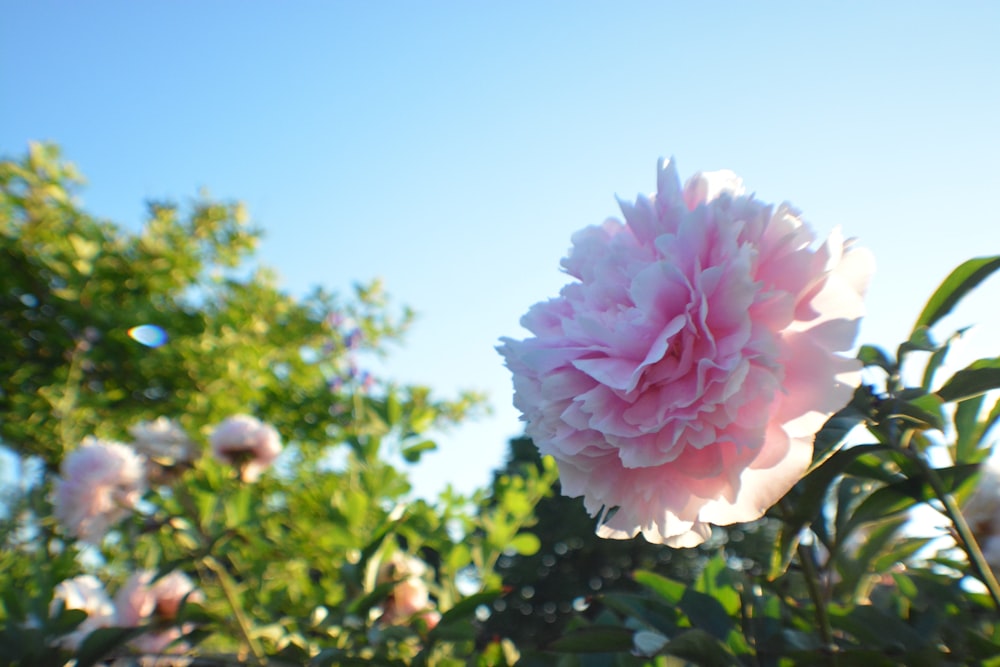 a large pink flower sitting on top of a lush green field