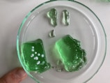 A close-up view of a petri dish containing two chunks of translucent green gelatin-like material with some white spots inside one of them. The petri dish is being held by a finger visible at the edge.