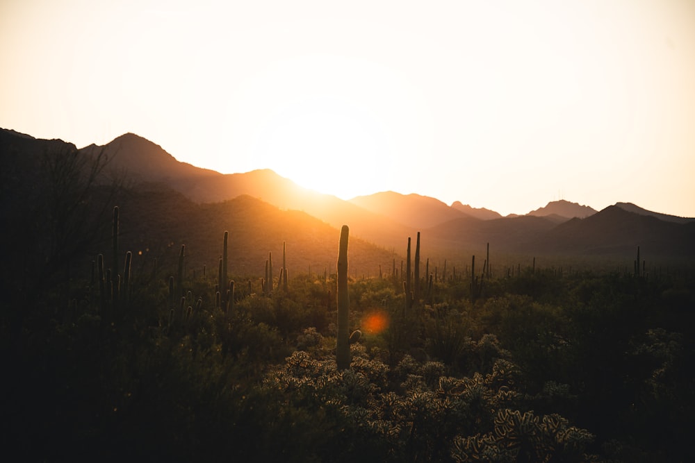 Il sole sta tramontando sulle montagne nel deserto