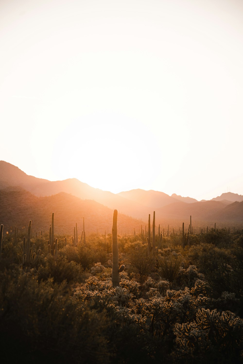 Il sole sta tramontando nel deserto con cactus e cactus