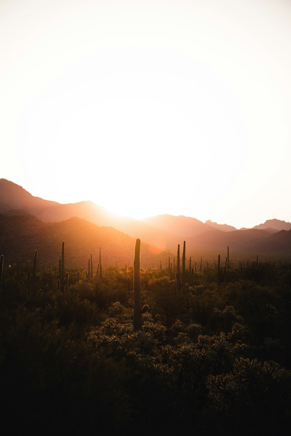 the sun is setting in the desert with cactus and cacti