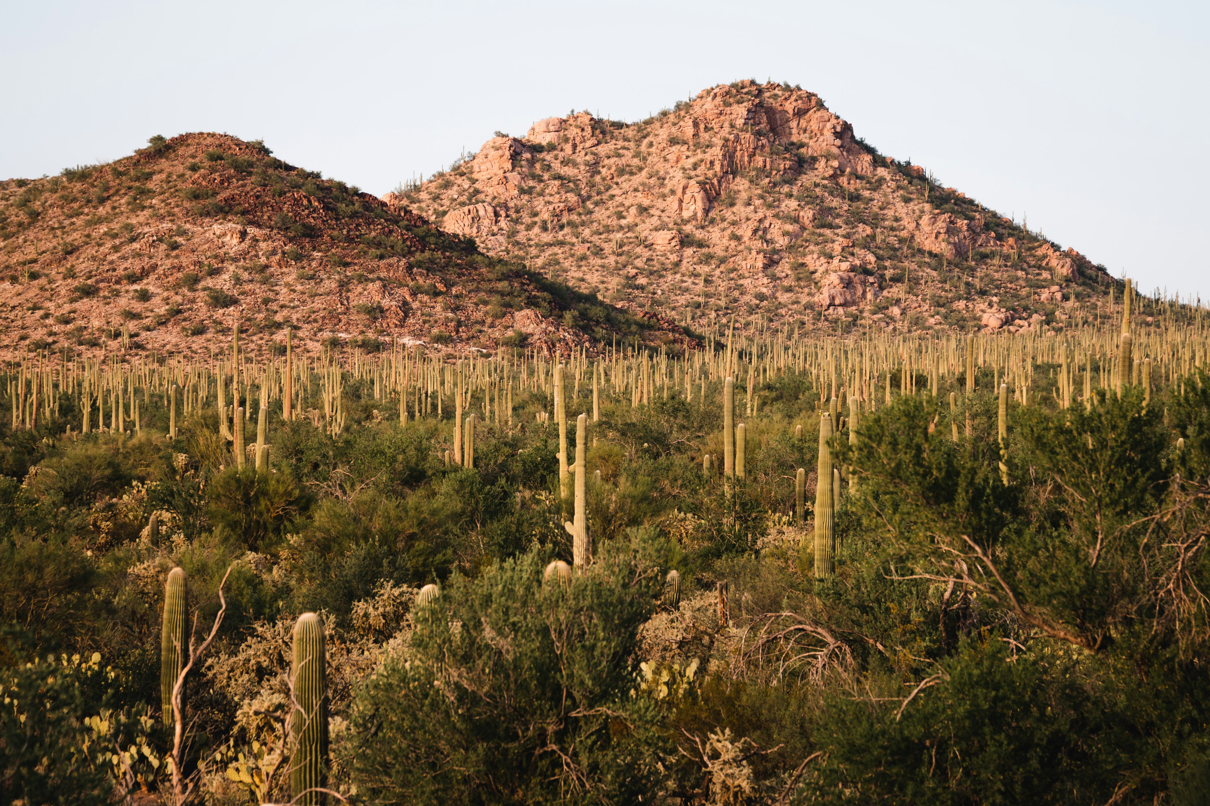 TEP Call to Action: You can help protect Tucson’s future