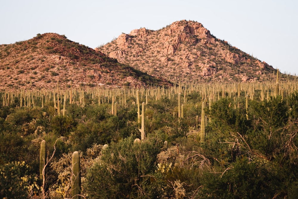 a desert landscape with a mountain in the background