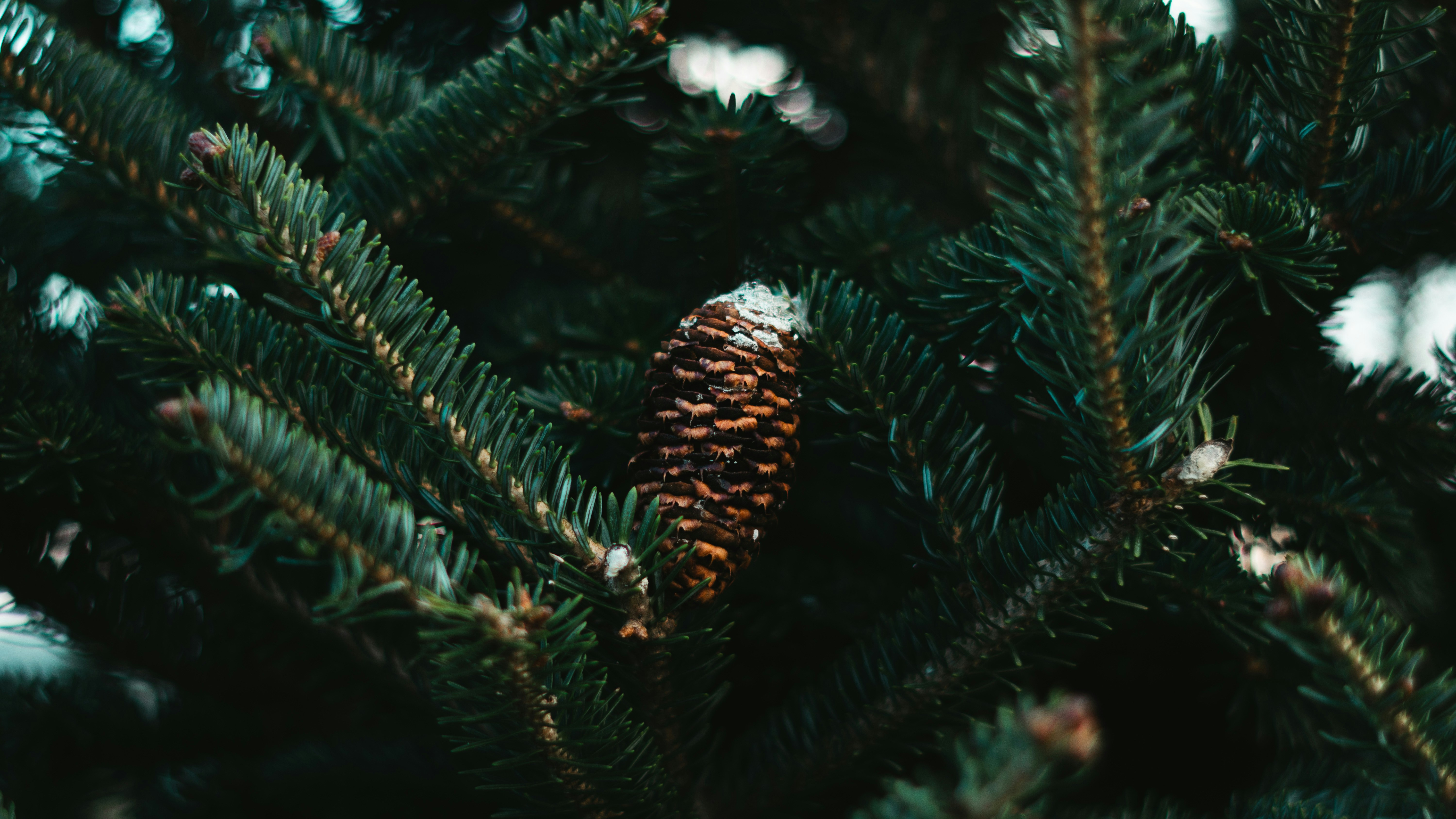 a pine cone hanging from a pine tree