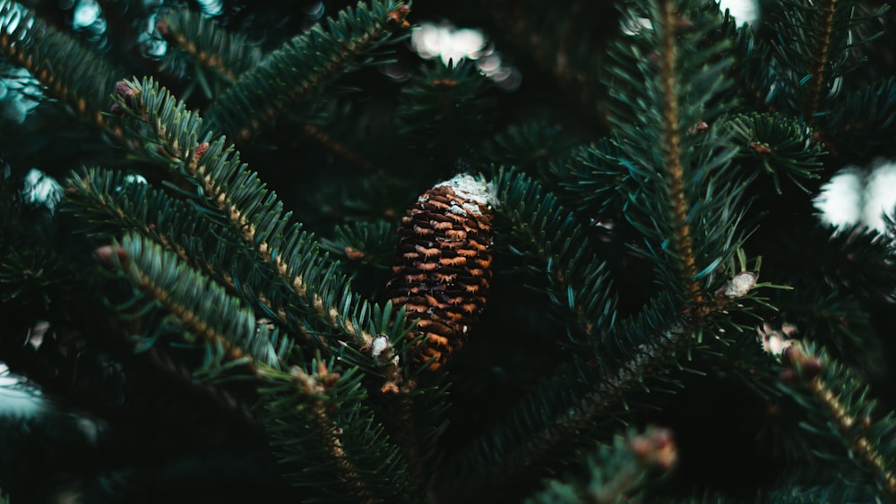 a pine cone hanging from a pine tree