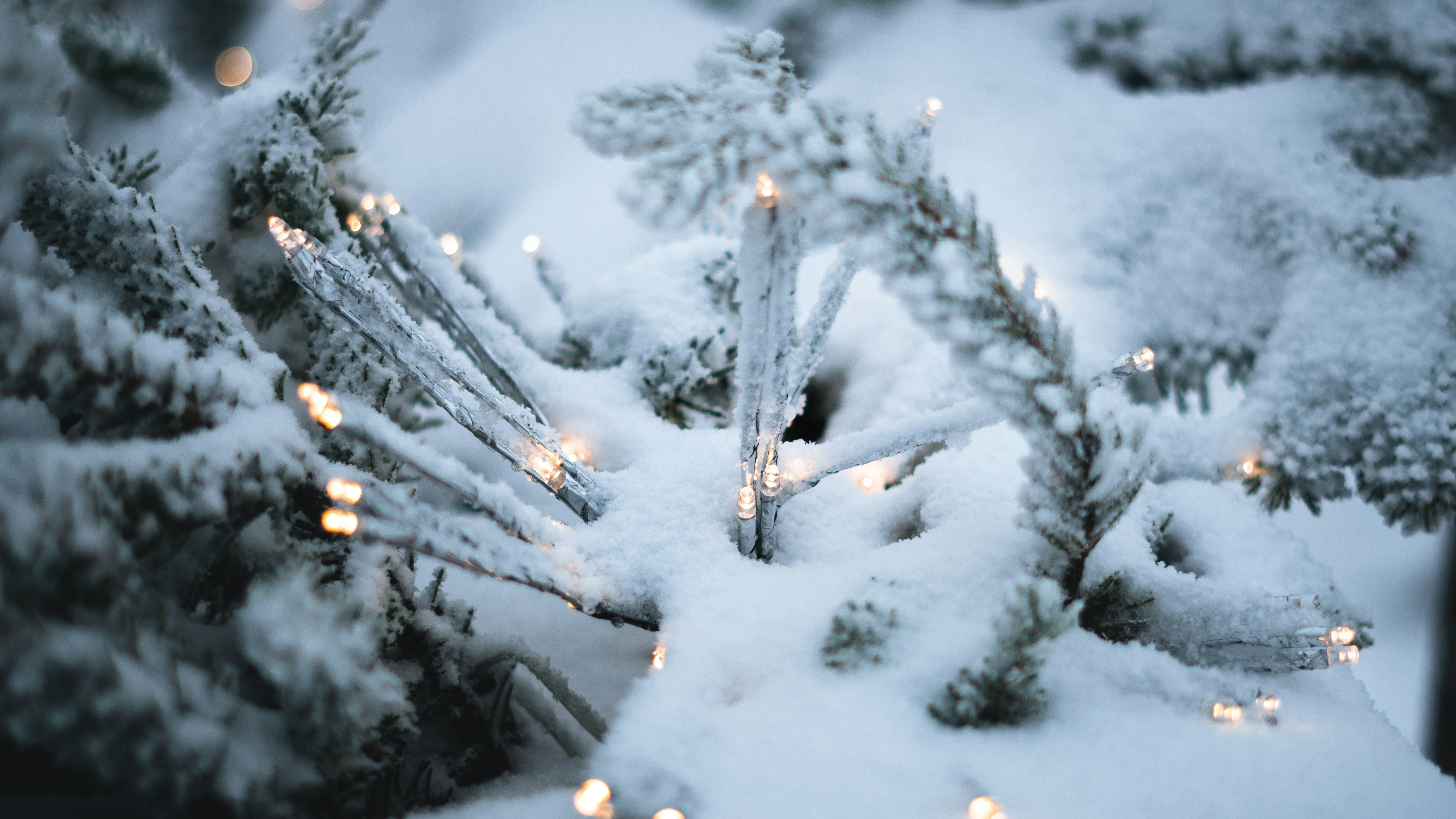 a close up of a snow covered pine tree