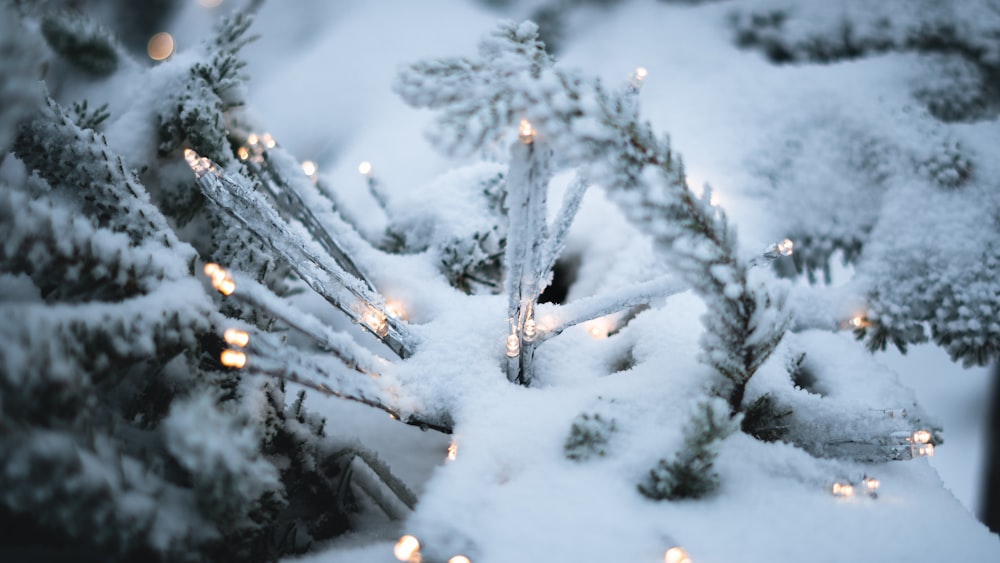 a close up of a snow covered pine tree