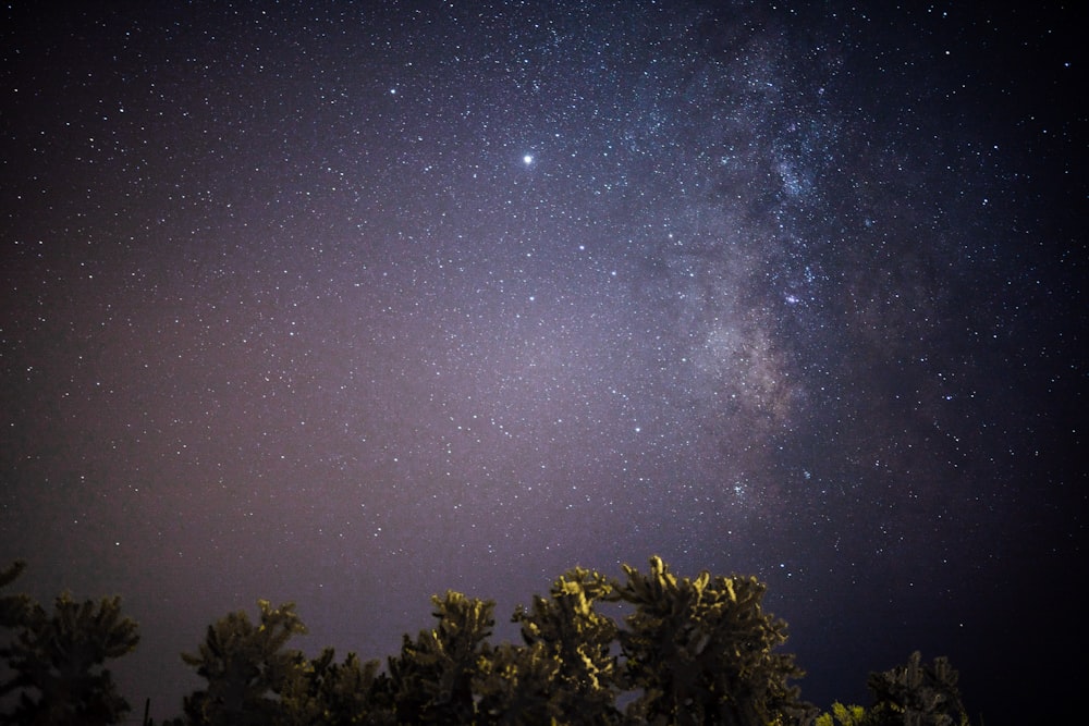 the night sky with stars and trees in the foreground