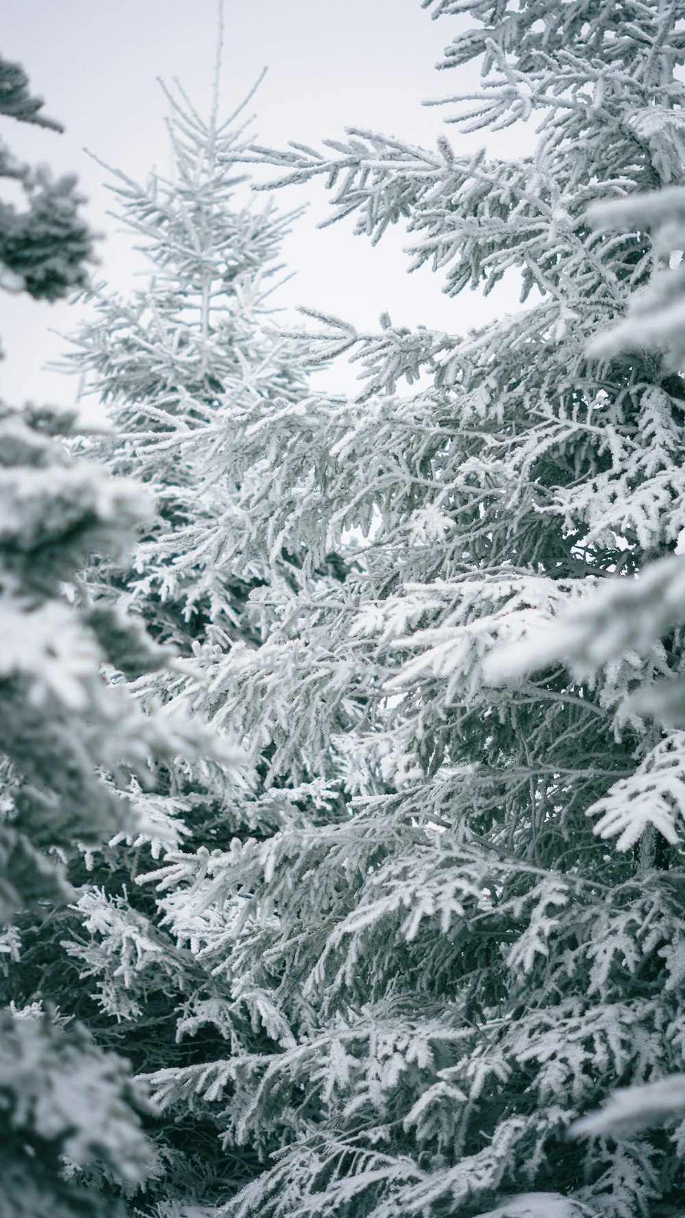 a snow covered pine tree in a forest