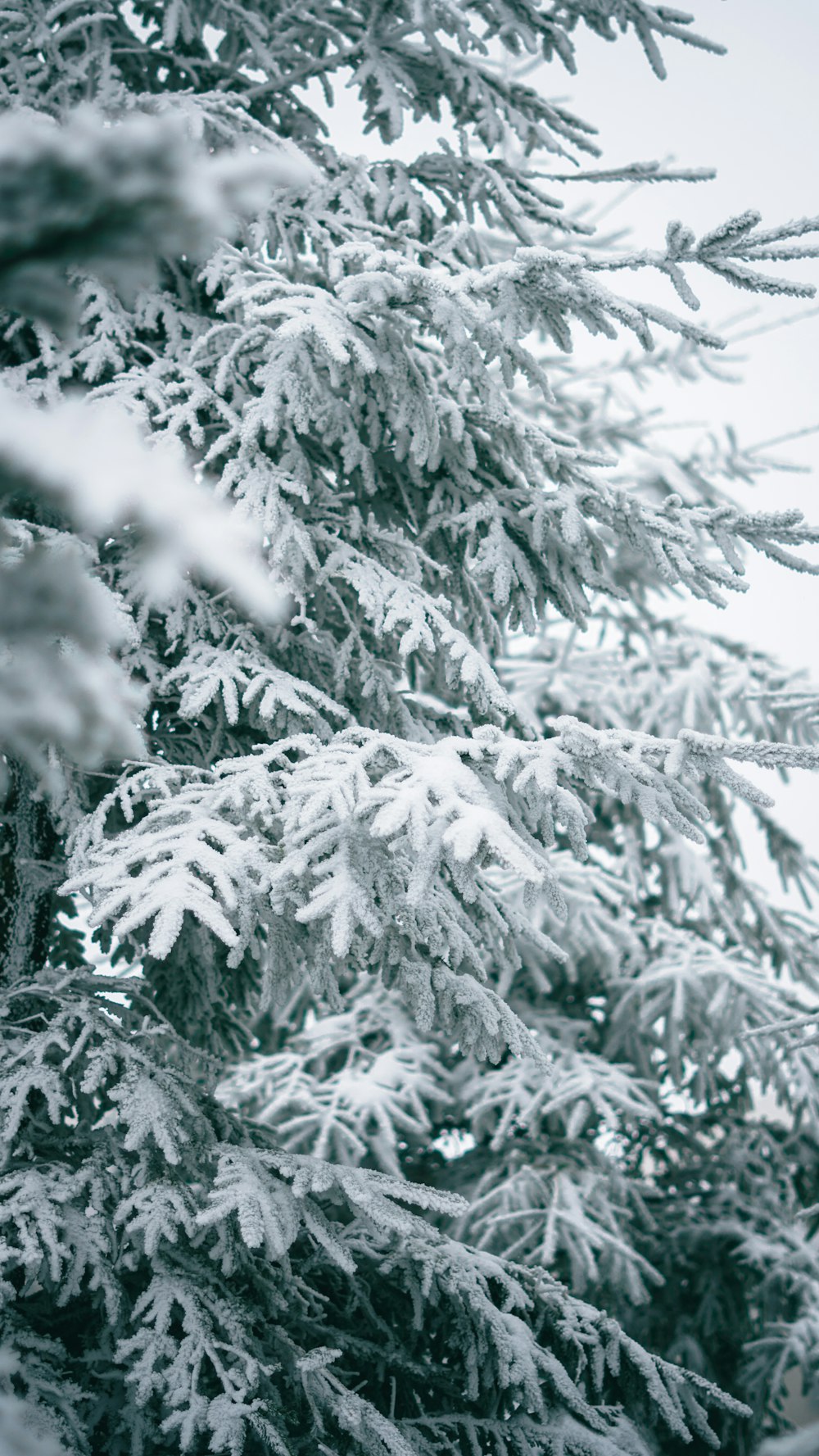 a black and white photo of snow covered trees