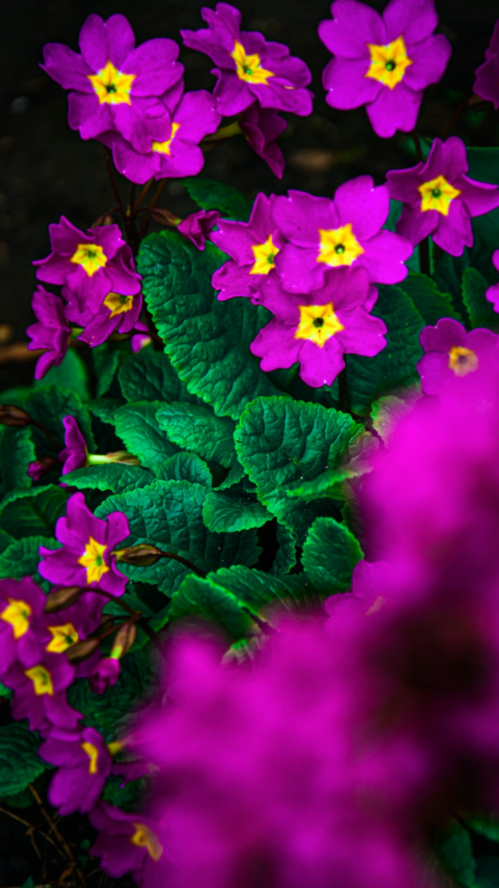 a bunch of purple flowers with yellow centers