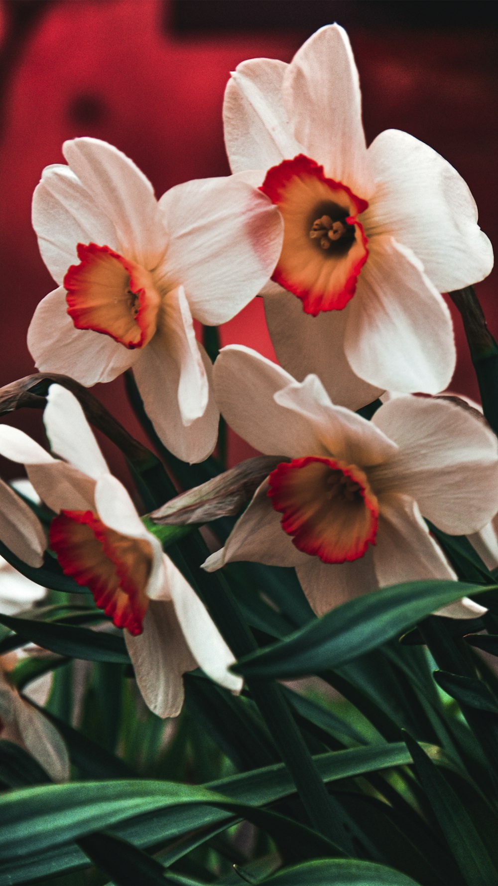 un bouquet de fleurs blanches et rouges dans un vase