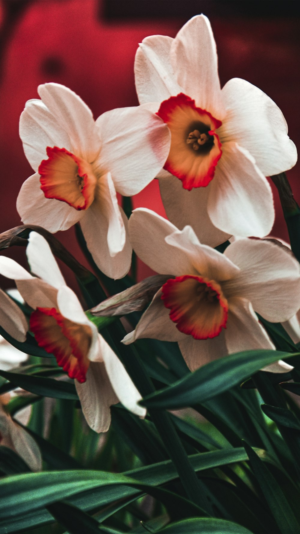 a bunch of white and red flowers in a vase