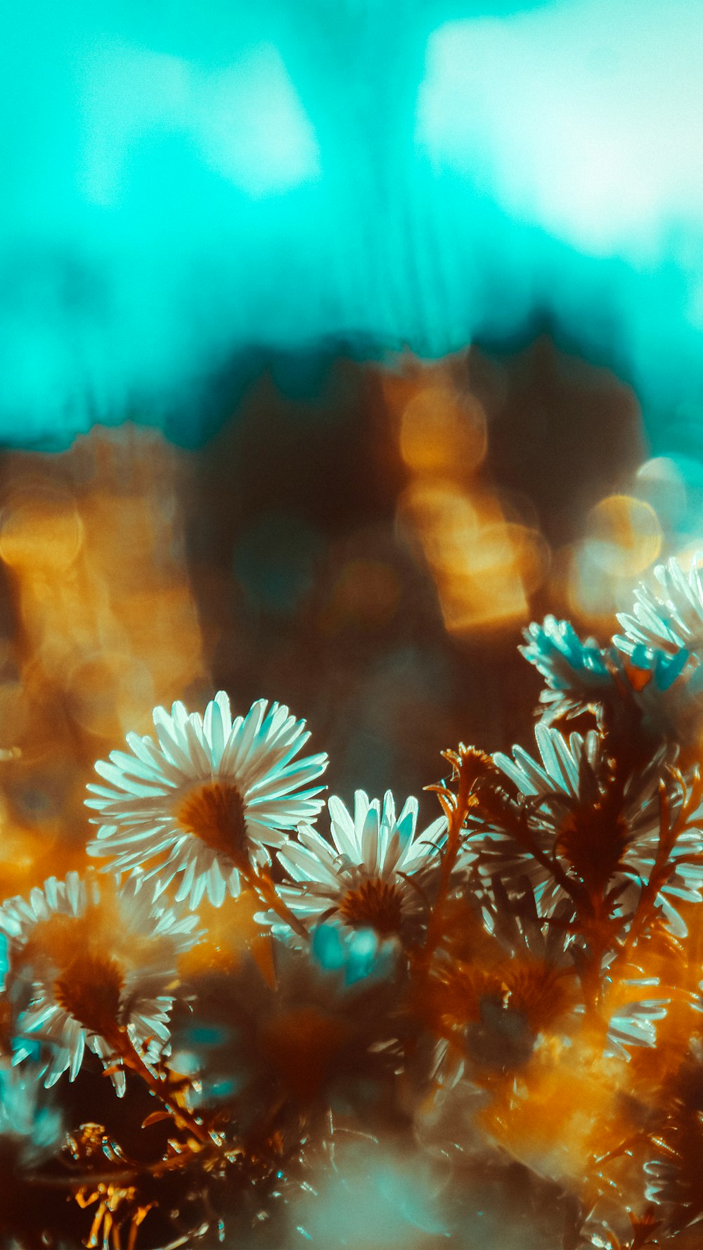 a blurry photo of a bunch of white flowers