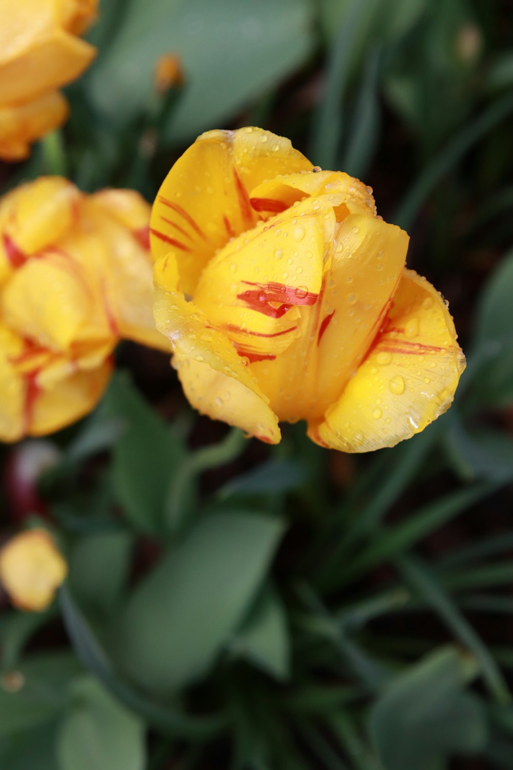 a close up of a yellow flower with drops of water on it