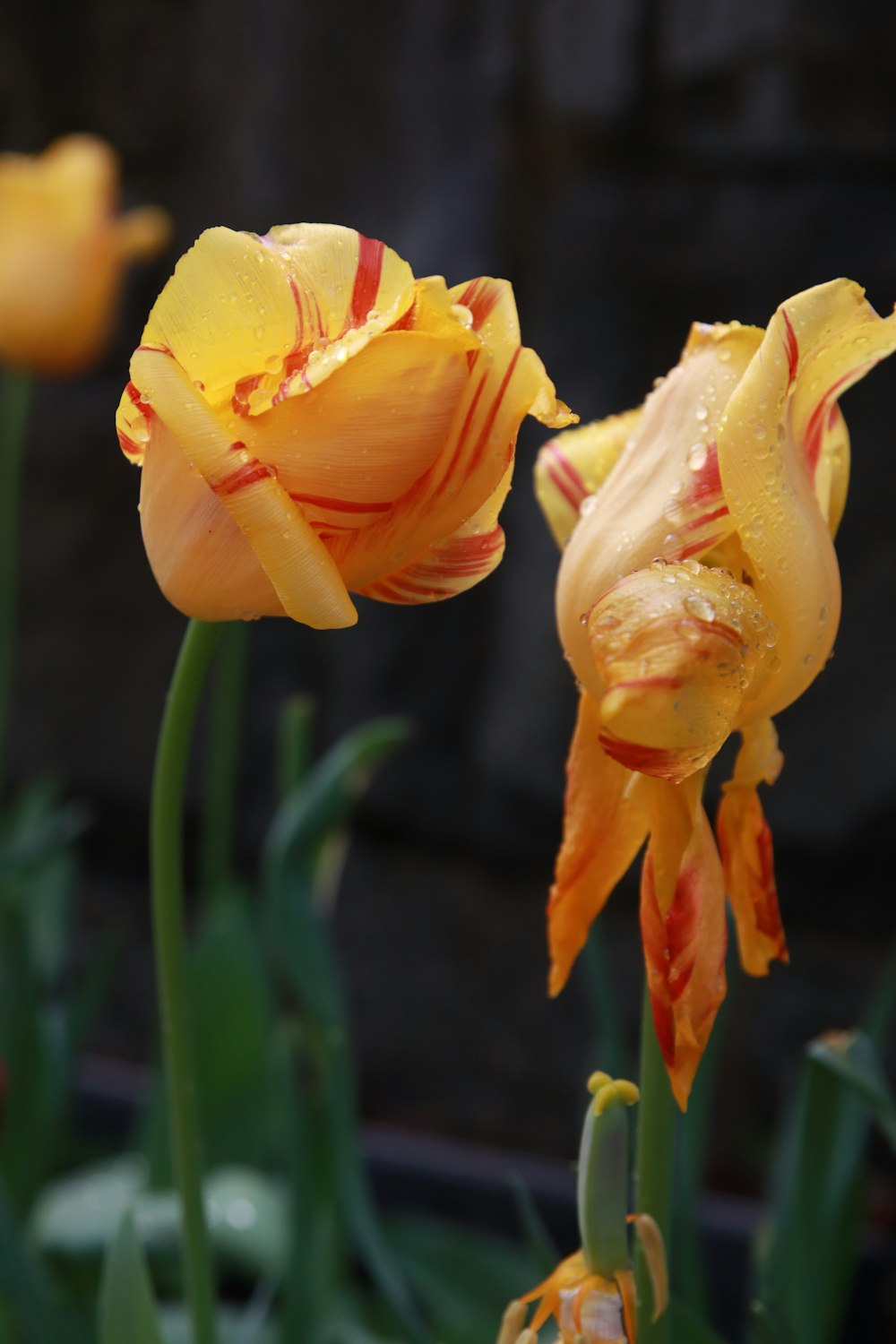 two yellow flowers with water droplets on them