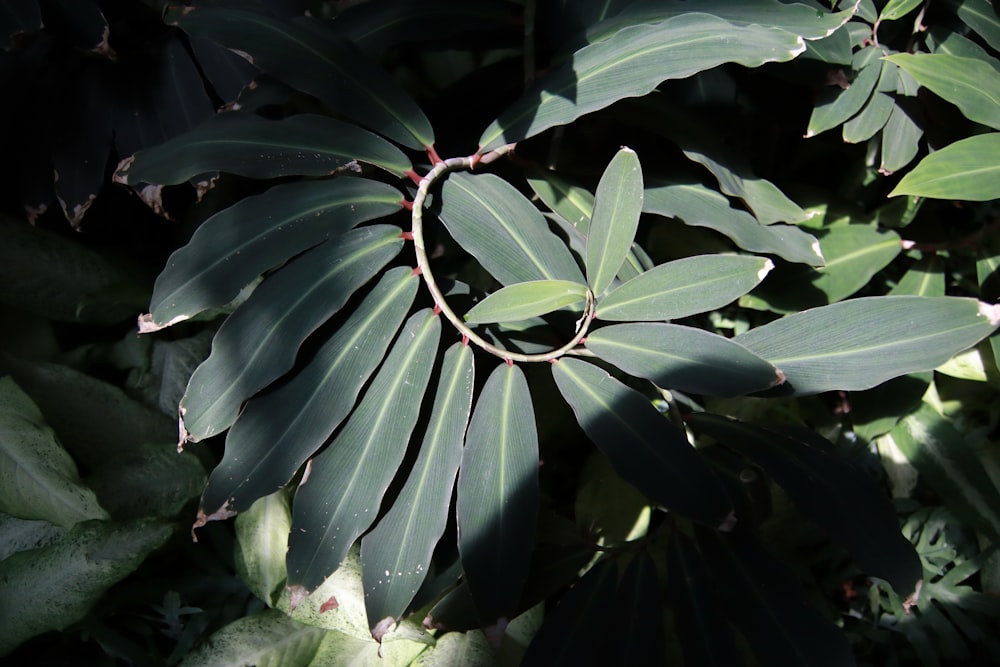 Un primer plano de una planta con hojas