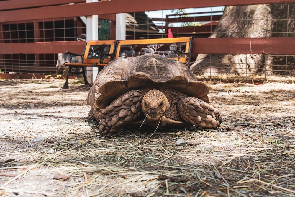 a large tortoise laying on top of dry grass