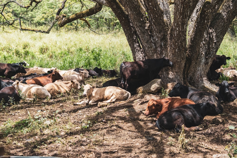 a herd of cattle laying under a tree in a field