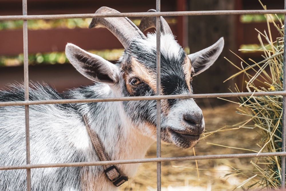 a goat is standing behind a fence eating hay
