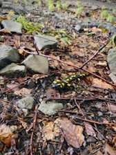 A close-up of a California tiger salamander resting on moist forest floor.