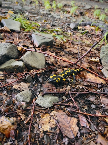 A close-up photo of a California tiger salamander resting on moist forest floor.