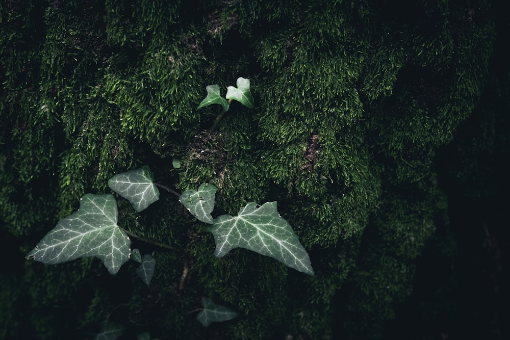 a couple of leaves that are on a tree