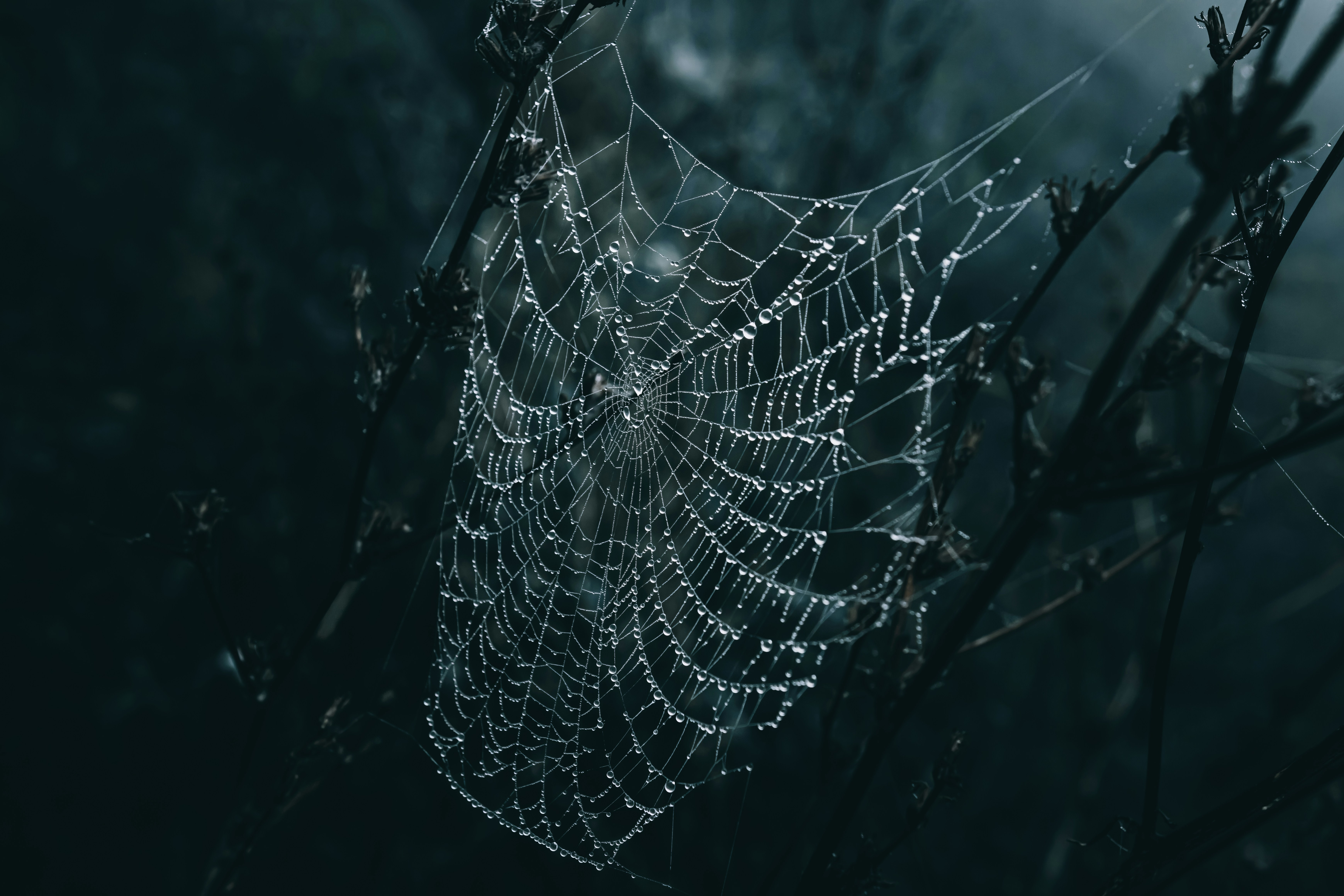 A close up of a spiderweb with rain droplets
