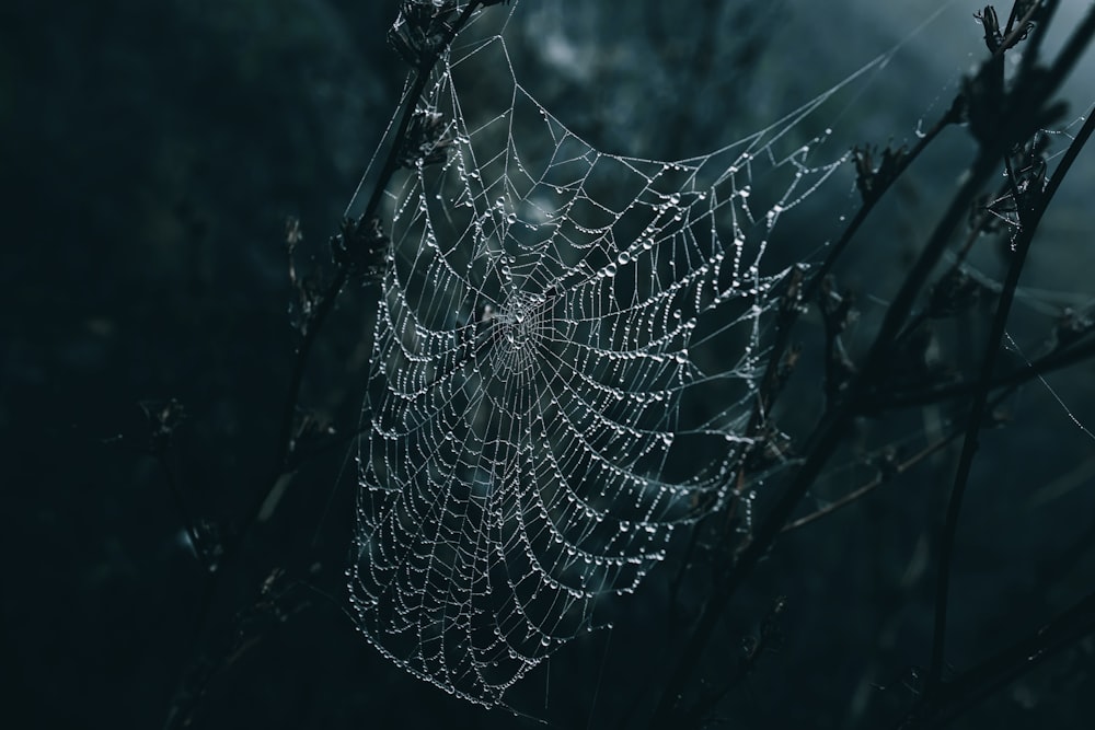 a spider web covered in water droplets in a forest