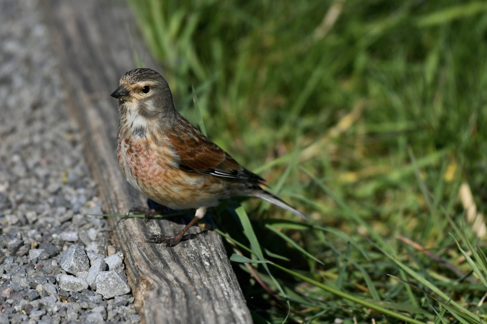 a small bird is standing on a piece of wood