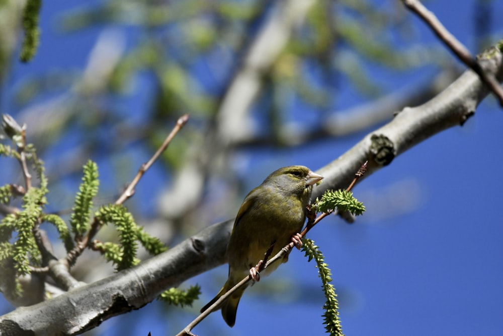 a small bird perched on a branch of a tree