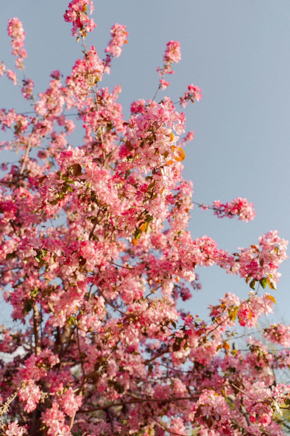 a tree with pink flowers in the foreground and a blue sky in the background