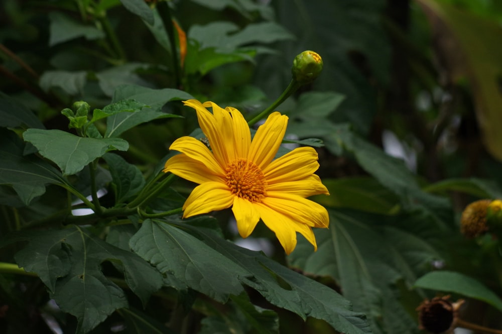 a yellow flower with green leaves in the background