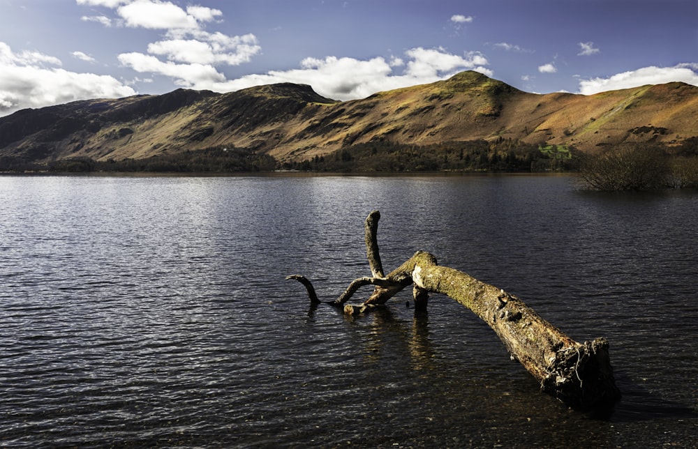 Un albero caduto nel mezzo di un lago