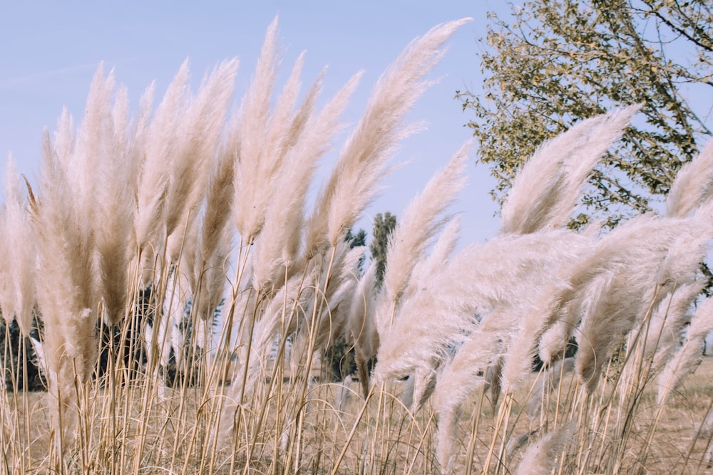 a bunch of tall white grass blowing in the wind