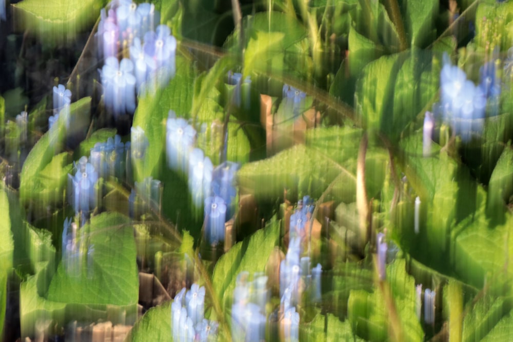 a blurry photo of blue flowers and green leaves