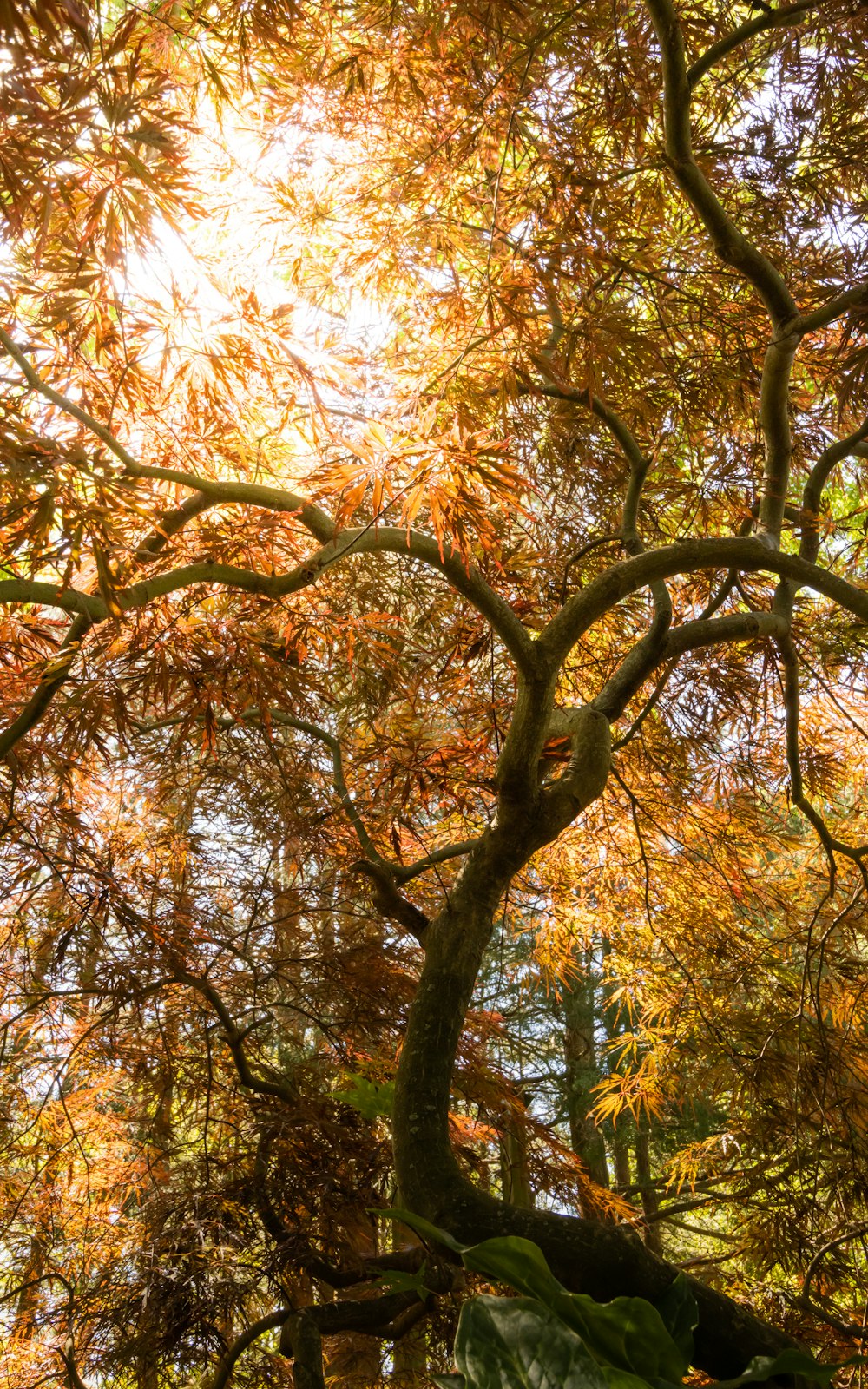 the sun shines through the leaves of a tree