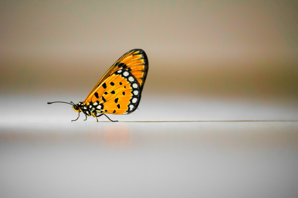 a close up of a butterfly on a white surface