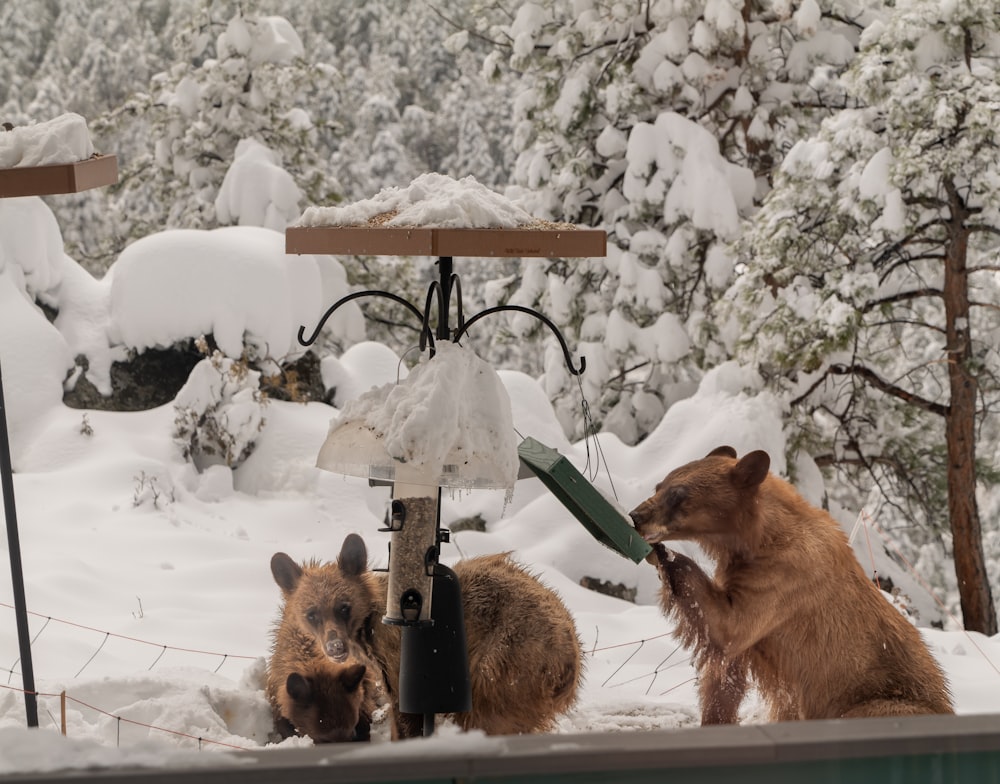 um par de ursos marrons em pé em cima de um chão coberto de neve