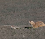 Two prairie dogs are situated in a natural, earthy environment. One is partially submerged in a burrow while the other is fully emerged, both appearing alert. Sparse grass is visible amid the dry, brown soil.