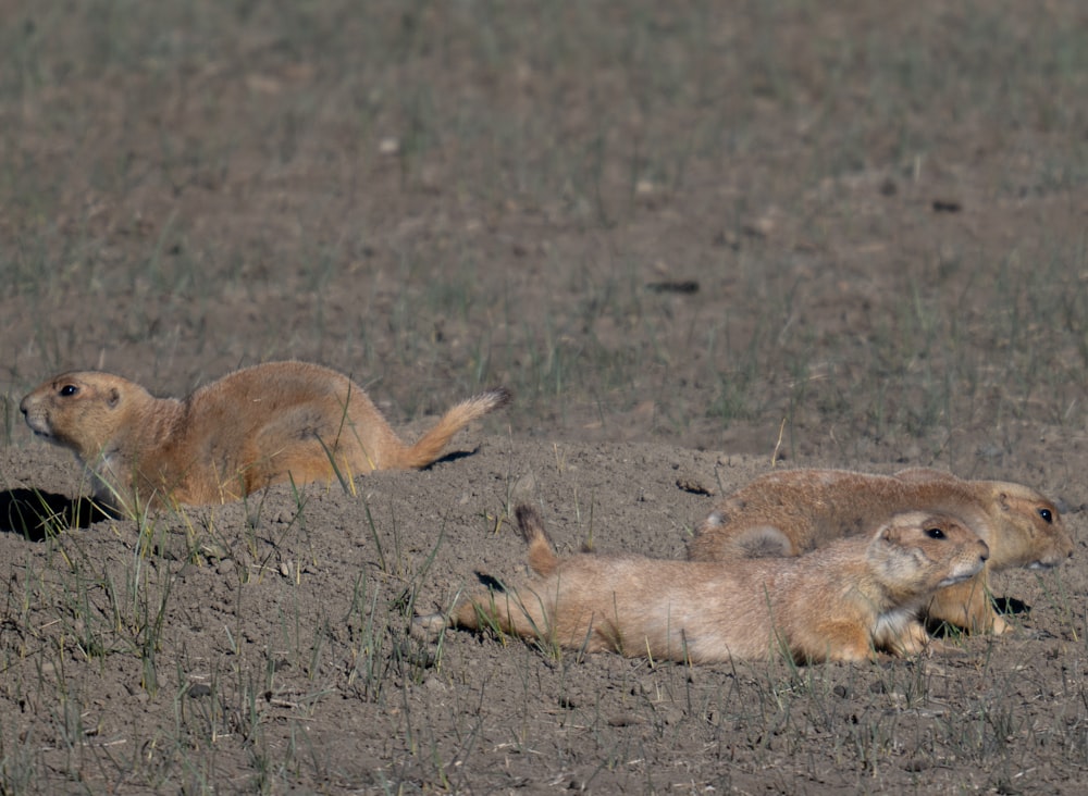 a couple of animals that are laying in the dirt