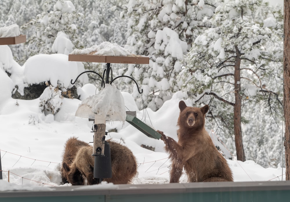 um par de ursos marrons em pé em cima do chão coberto de neve