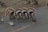 A group of turkeys with vibrant plumage is gathered on a road. The turkeys have distinct fan-shaped tails and red wattles hanging from their beaks. The scene includes several turkeys, some with their tail feathers fully fanned out, possibly engaged in a display or interaction.