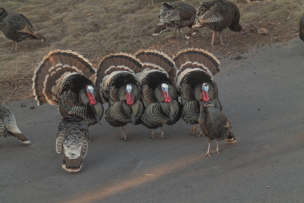 a group of turkeys walking down a road
