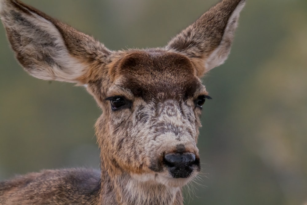 a close up of a deer with a blurry background