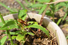 Close-up of natural pest control products used safely around pets.