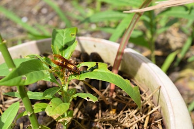A close-up of a plant in a pot with a large orange insect and a small caterpillar on the leaves. The leaves show signs of being eaten and have holes in them. The background includes soil, mulch, and some greenery.